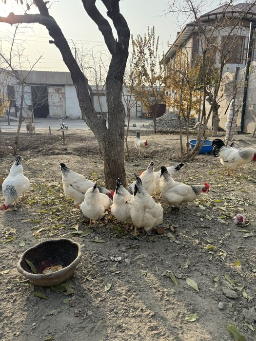 Адлер серебристый инкубацион тухумлари сотилади. Тоза кон.