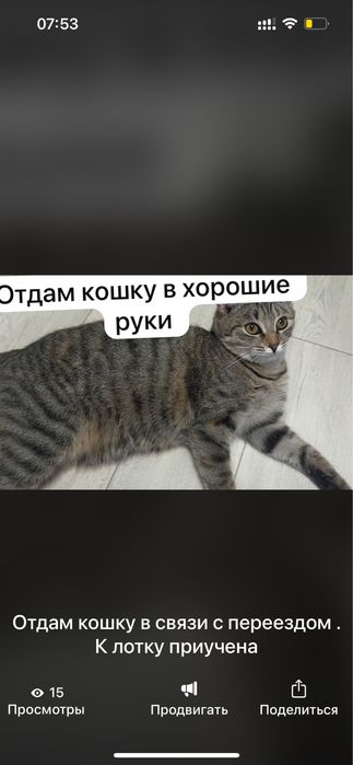 Отдам кошку в добрые руки