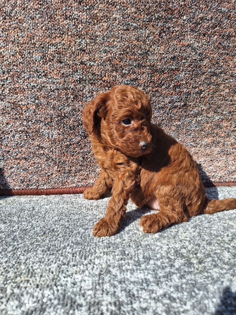 Pudel/Caniche fetite