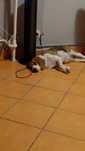 Ofer spre adopție fetita beagle