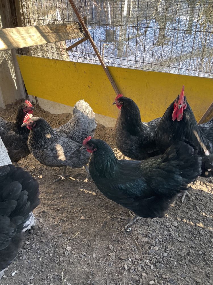 Vand oua incubat de la gaini rasa Australorp.