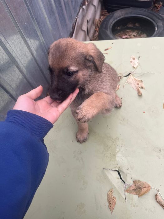 Щенки в частный дом