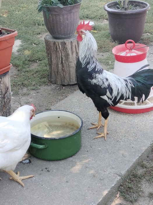 Cocos Italiana argintie 5 luni.