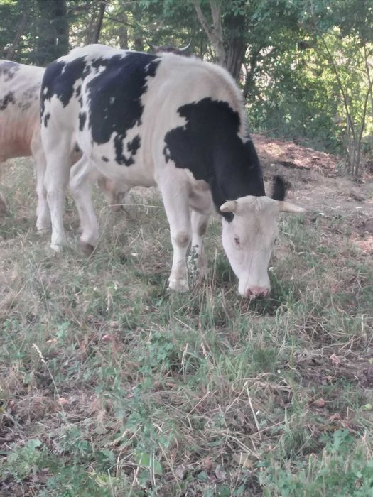 Bovine  de vanzare