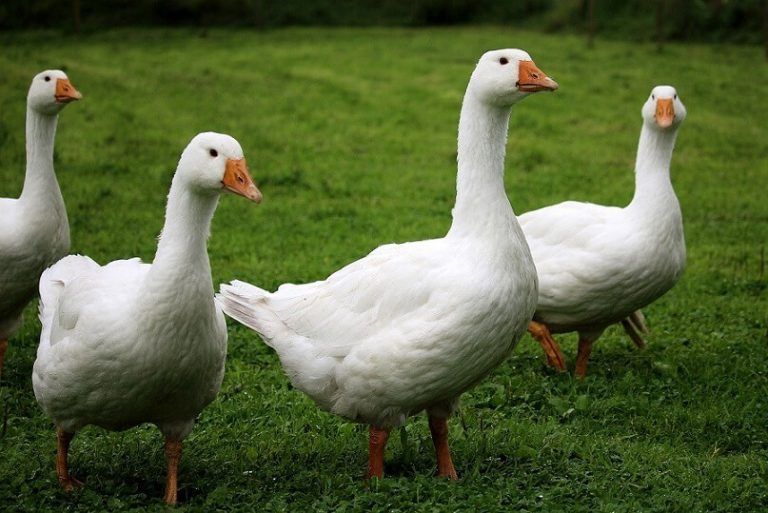 ** Vand gâste **
