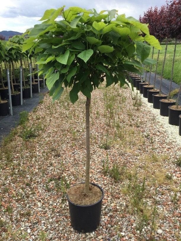 Catalpa bignodionides nana