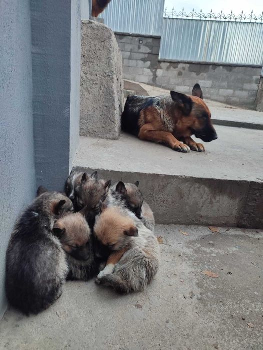 Щенки помесь западно-сибирской лайки и овчарки