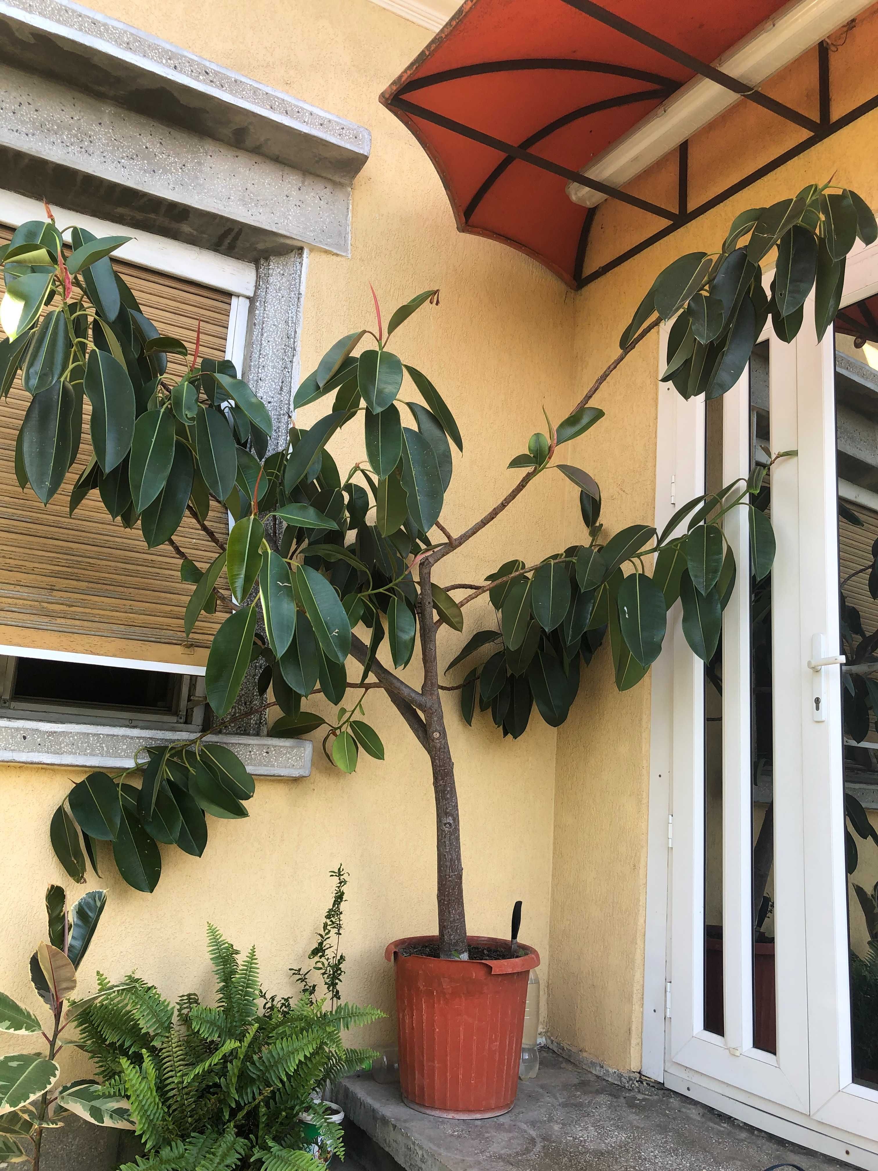 pom ornamental ficus