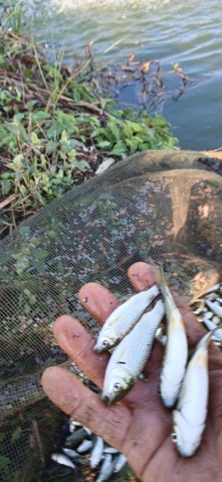 Vând puiet de ten la bucată