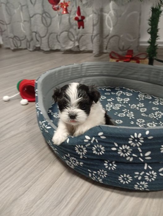 Caine de talie mica shitzu