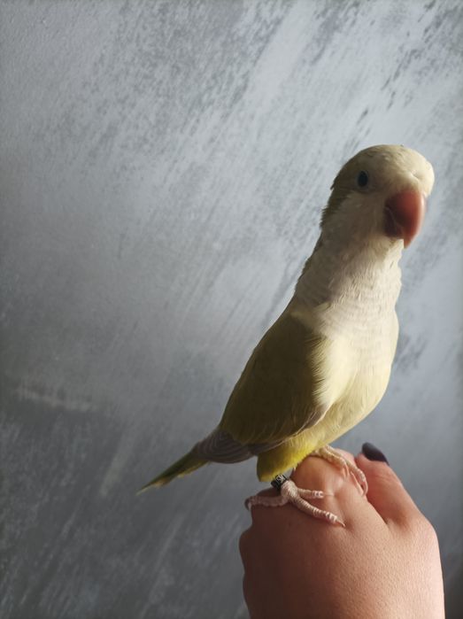 Папагал монах ръчно хранен