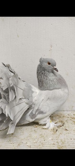 Porumbei maria stuart și voltați