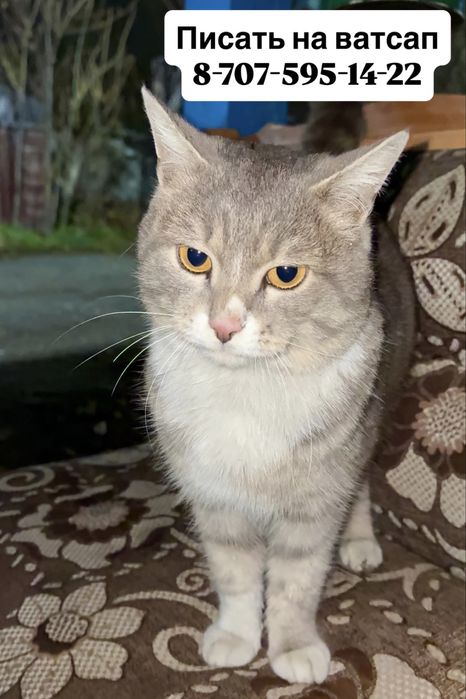 Молодой кот ищет дом