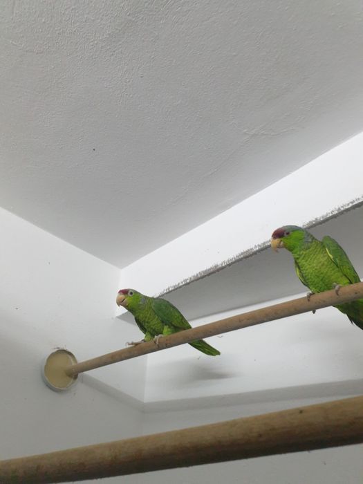 Amazon Vinci maturi caută o nouă casă