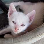 Pisoi de adoptat..