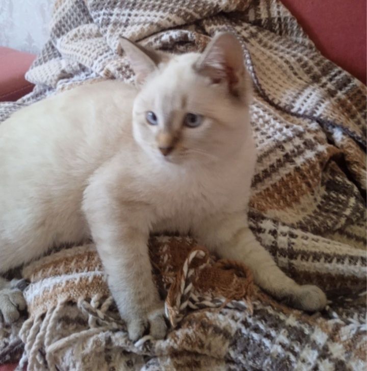 Передержка котов