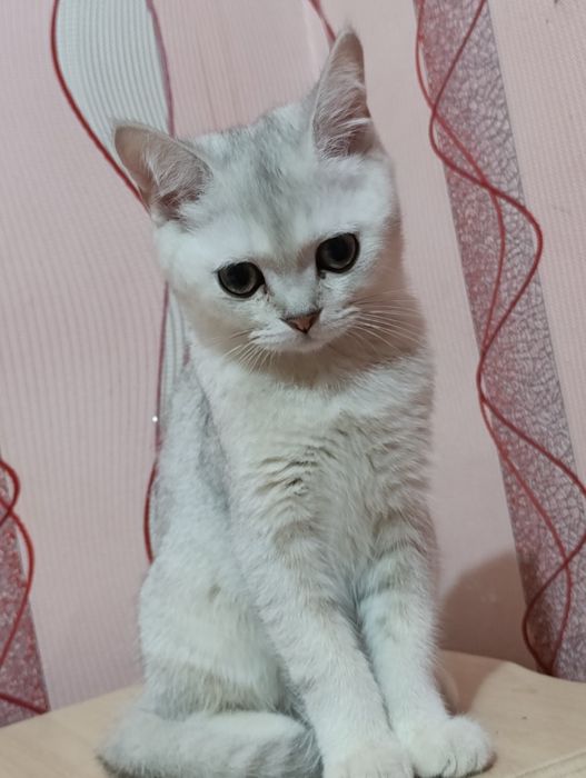 породистый котенок продается