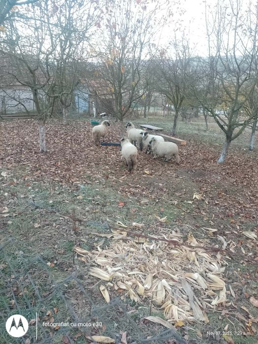 Vând 4 mile tinere și un berbec