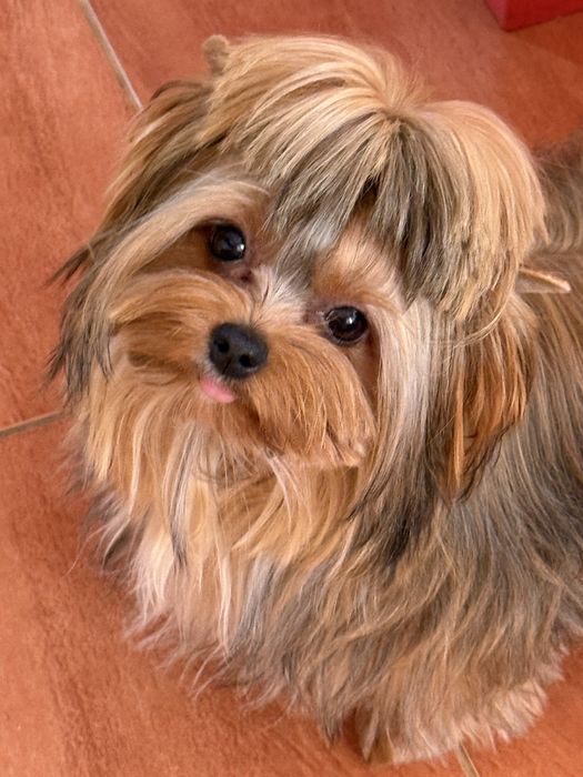 Fetita Yorkshire terrier golden