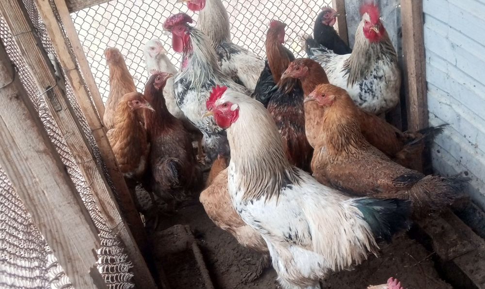 Қораздар сатылады