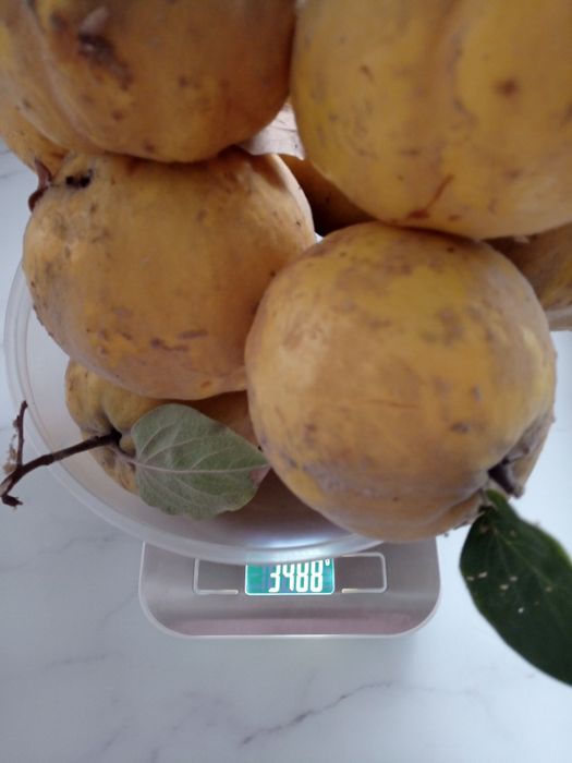 Айва домашняя Продам