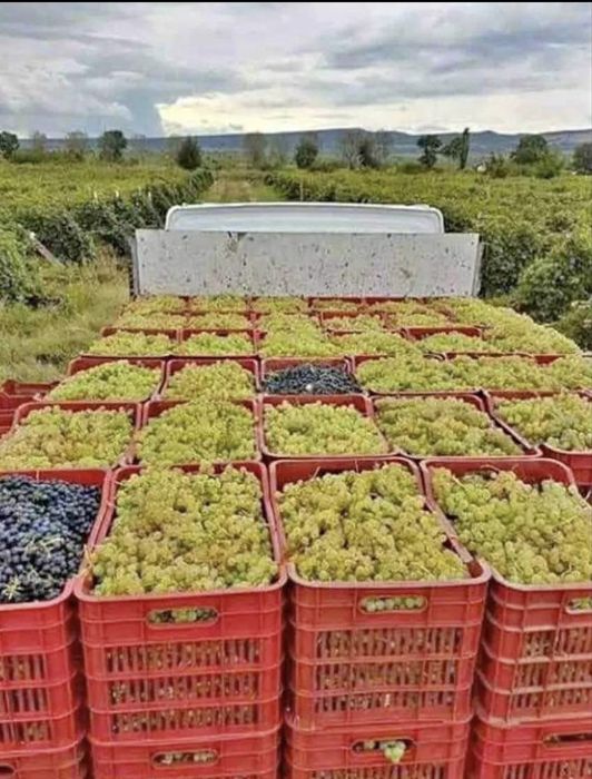 Struguri de vin