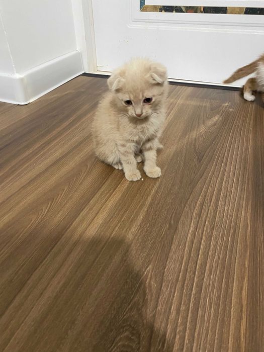 Шотландская вислоухая и прямоухая