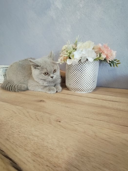 British shorthair lila