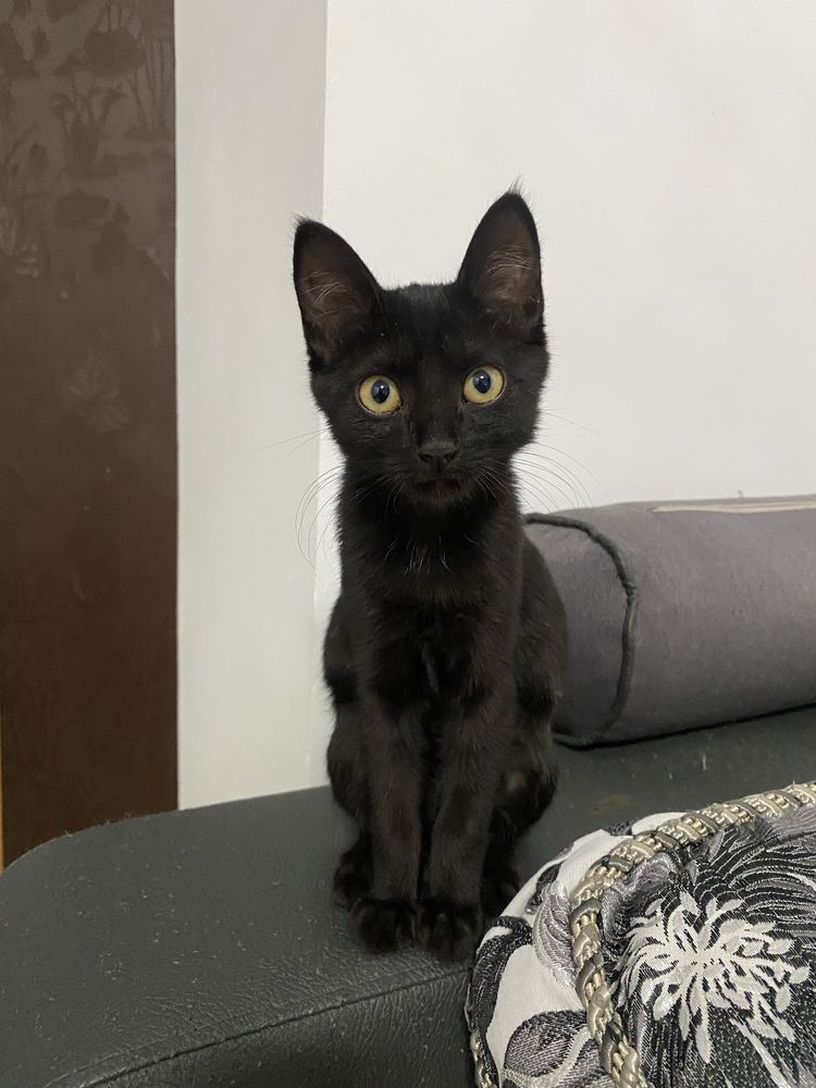 Котенок ищет дом