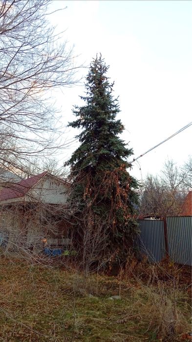 Ель сизая 12 м под спил. Под новый год . Цена договорная.