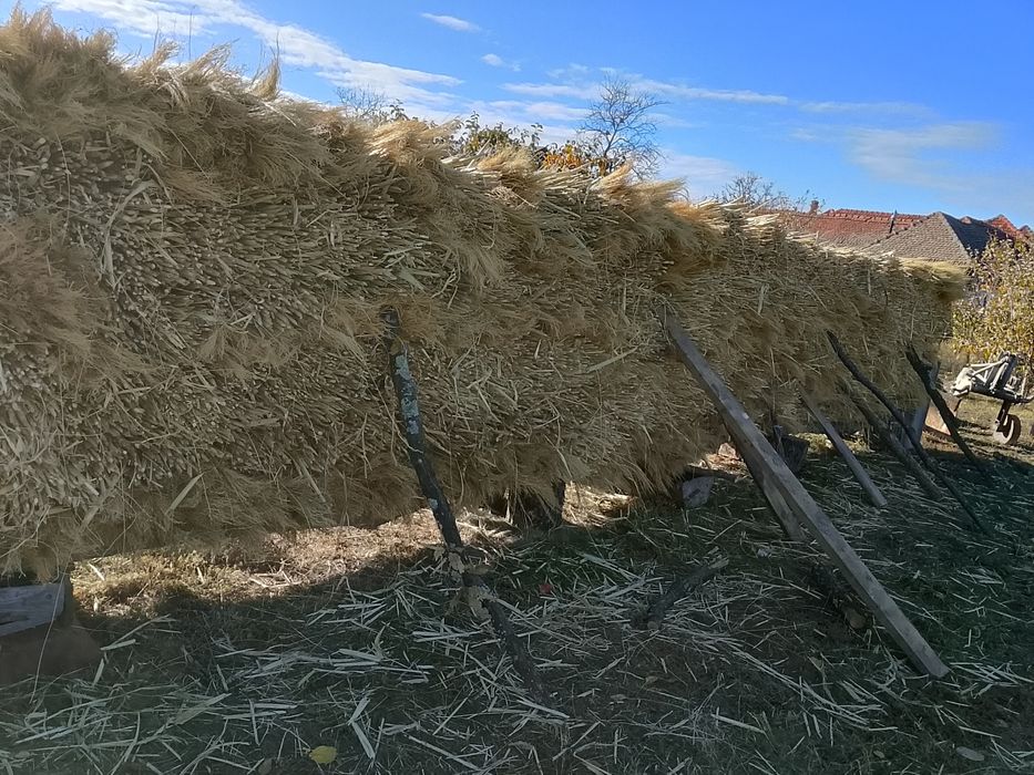 Vând Sorg...Tatarca pt maturi Sat Calacea