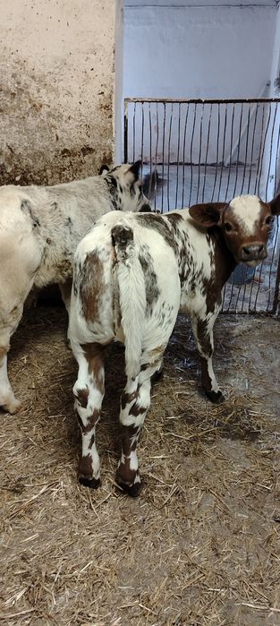 Vând Vitei belgieni masculi și femele