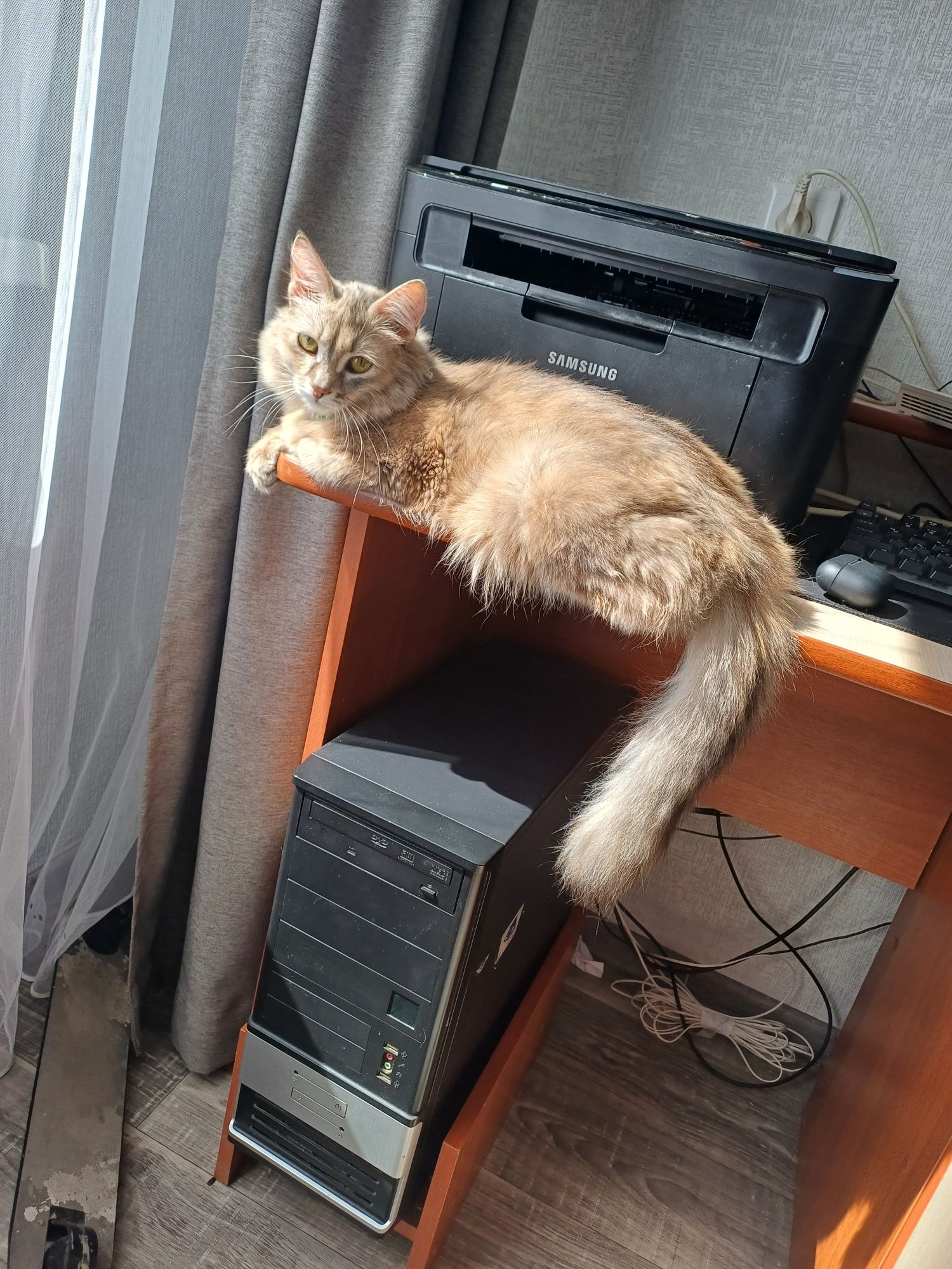 Отдадим кошку с латком срочно