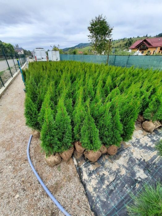 Tuia leylandii  gazon rulou sport