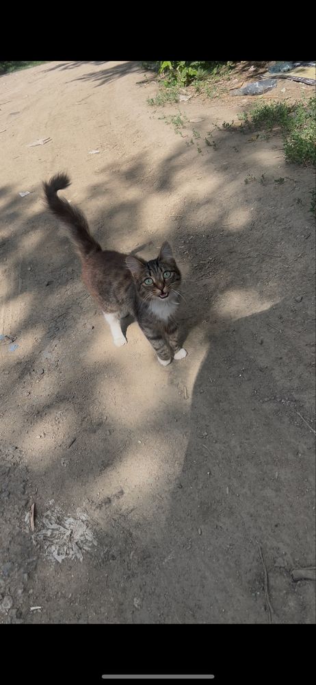 Кошечки в поисках дома