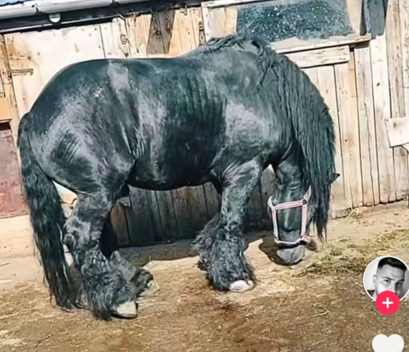Manz greu ciocolatiu de 5 luni