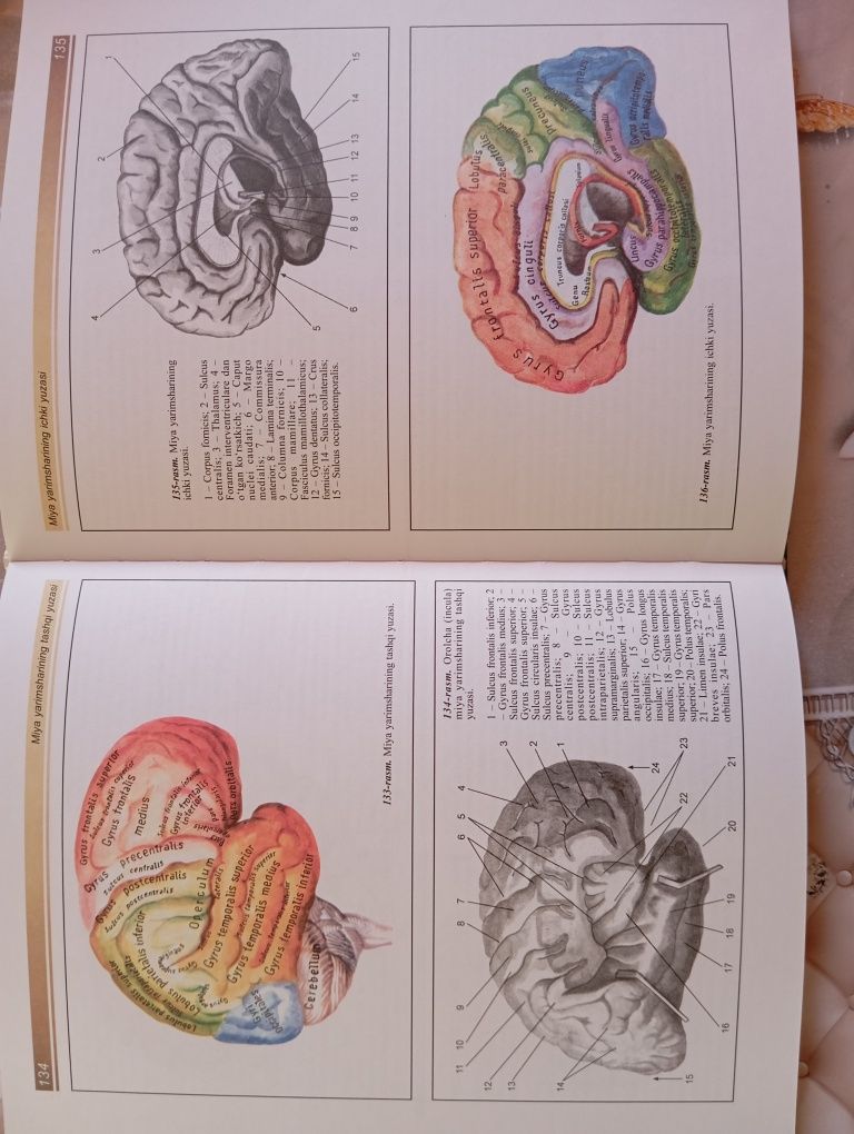 Atlas Odam Anatomiyasi sotiadi