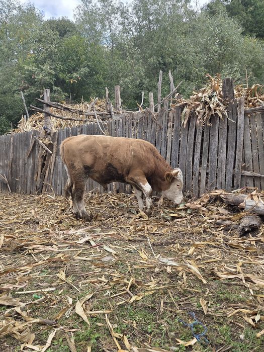 Taur de vânzare varsta1 1 an și 5 luni  aprox.350-400kg.