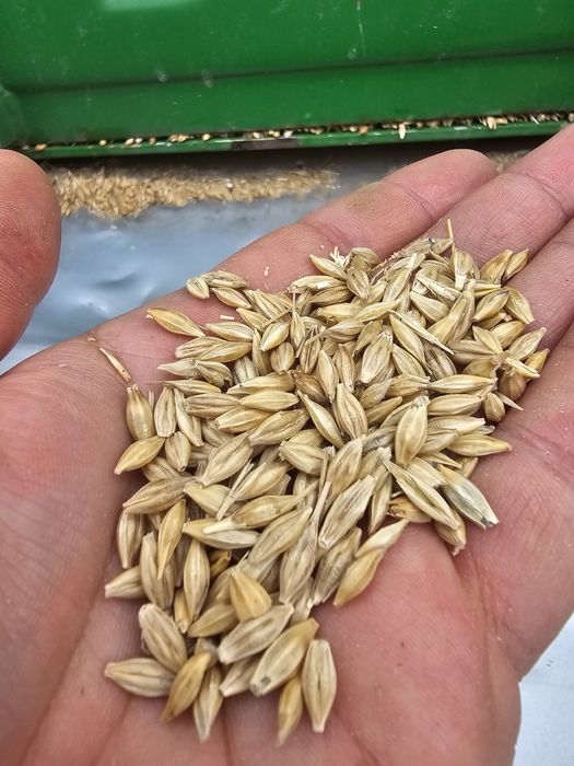 Orzoaica de toamna si orz suellen pentru semanat