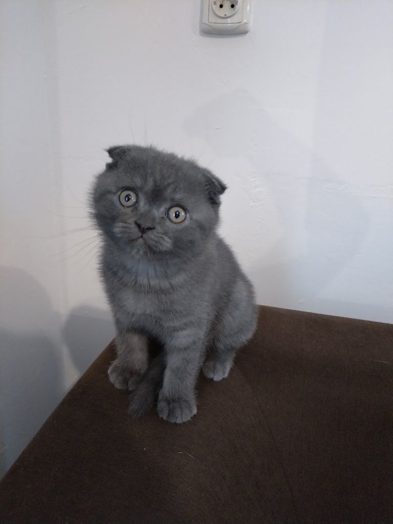 Scottish fold blue