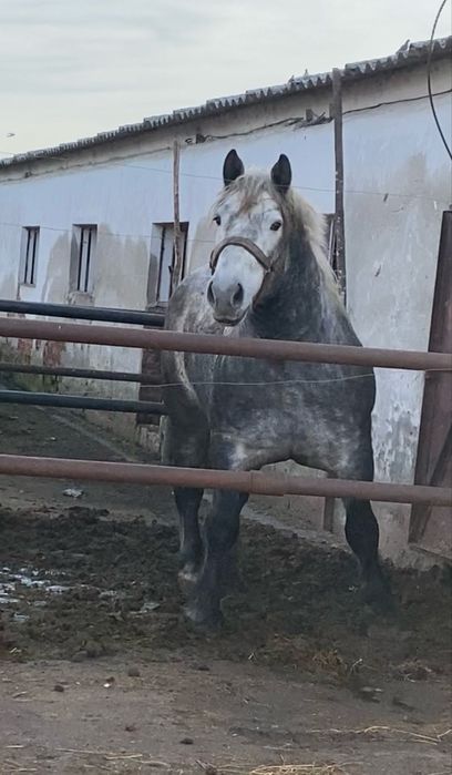Armasar Percheron pentru monta