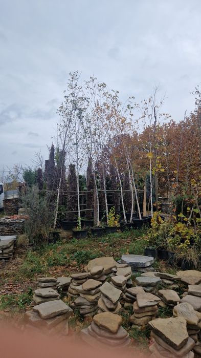 platan   mesteacăn  copaci ornamentali