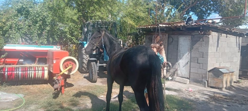Продам срочно хорошая домашняя лошадка