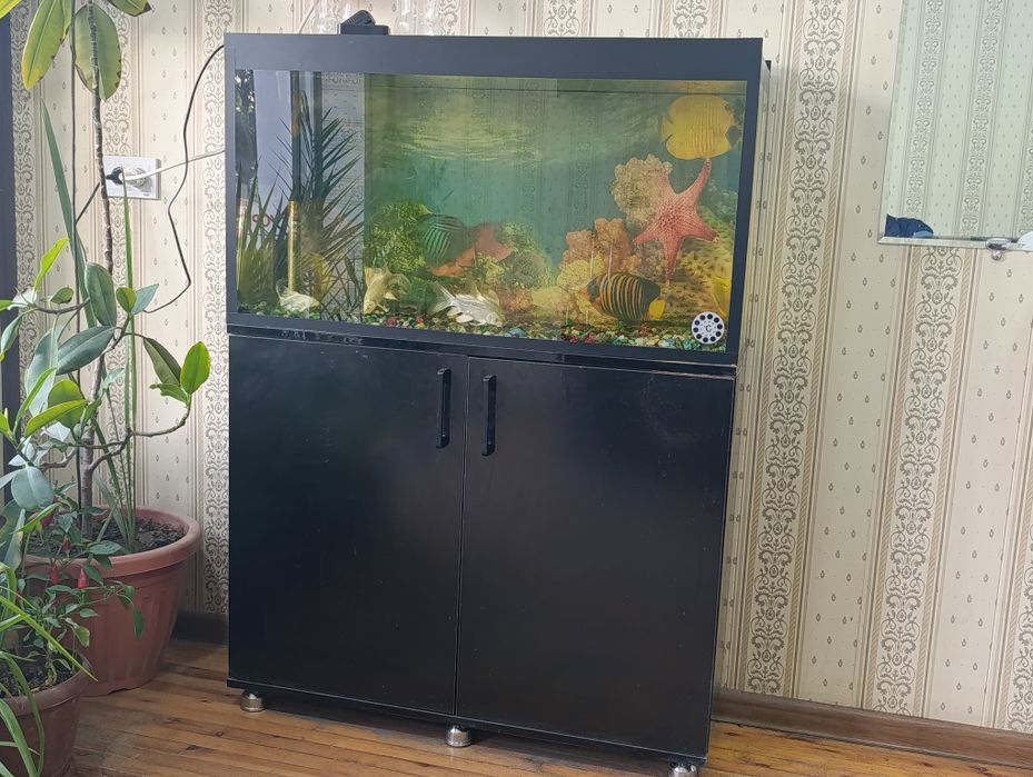 Akvarium sotiladi holati alo