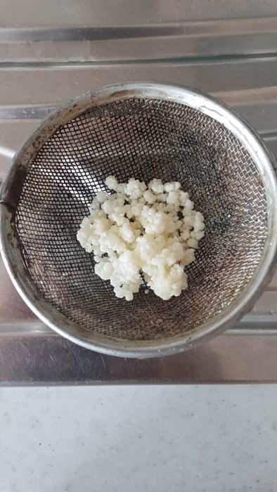 Продам молочный(тибетский) гриб