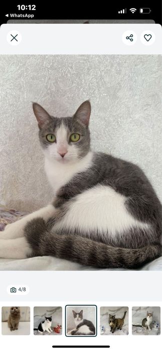 Кошечки в добрые руки!