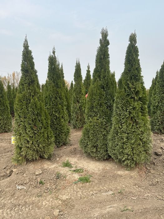 Береза Сосна Туя Смарагда Сосна Крымский Готовый газон Саженцы Елка