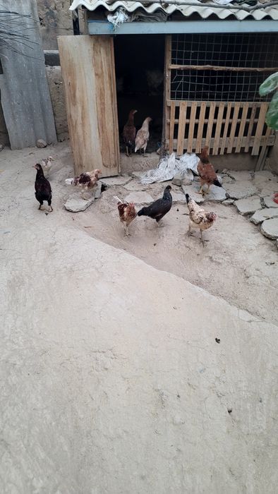 Tovuqlar bor sotiladi