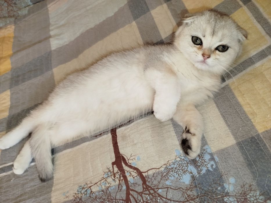 Продаются  чистокровные котята