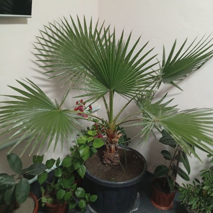 Gul sotiladi. Kami bor